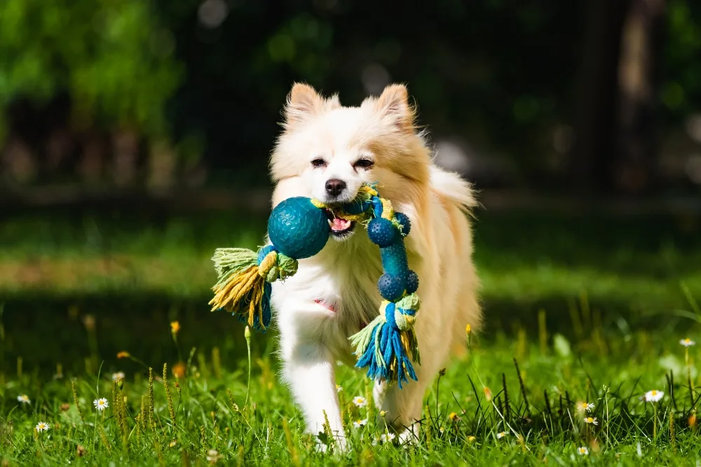 Pet Park